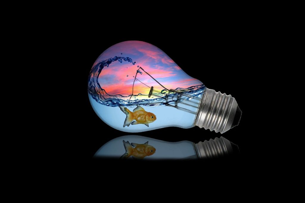 water, nature, fish, sea, ocean, marine life, idea